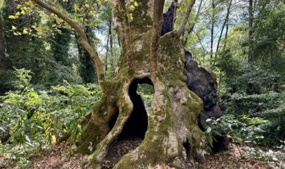 Türkiye'nin en yaşlı çınarı İstanbul'da: Kentin hafızası köklerinde yaşıyor