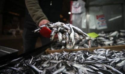 Türkiye'nin hamsi ihracatı 4 aylık periyotta 4,7 milyon dolar getirdi