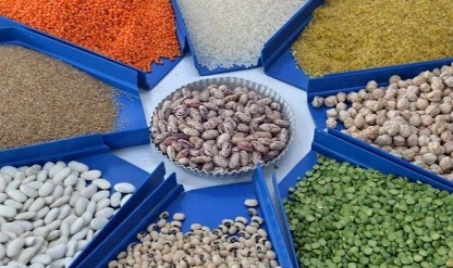 Türkiye’nin hububat, bakliyat ve yağlı tohum ihracatı 10 milyar doları aştı: Değerde artış, miktarda sınırlı düşüş