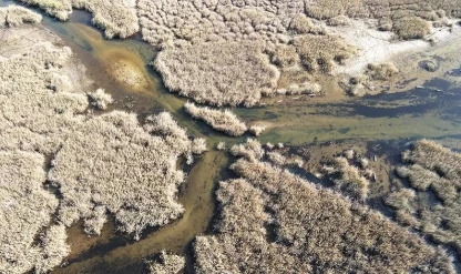 Yağışlarla nefes alan Bafa Gölü'nde doğal yaşam yeniden canlandı