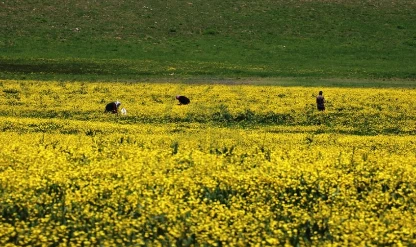 Yapraklı Yaylası düğün çiçekleriyle sarıya boyandı