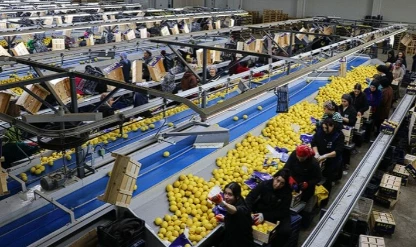 Yaş meyve sebze ihracatında zirve değişti: Irak ilk sıraya yükseldi