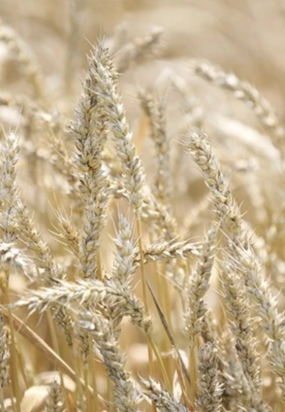 Azak Denizi’nde buz, Karadeniz’de fırtına: Rus buğdayı fiyatları yükseldi