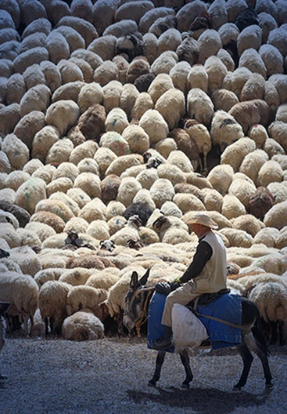Bakan Yumaklı açıkladı: Küçükbaş üreticisine yeni destek! Başvurular başlad