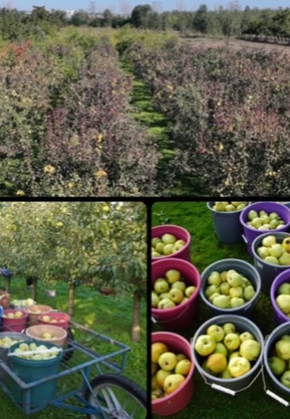 Meyve bahçeleri çiftçilere alternatif gelir kaynağı oluyor
