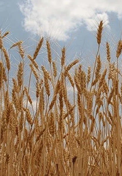 Hububat piyasasında yeni adım: TMO günlük satış modeline geçiyor