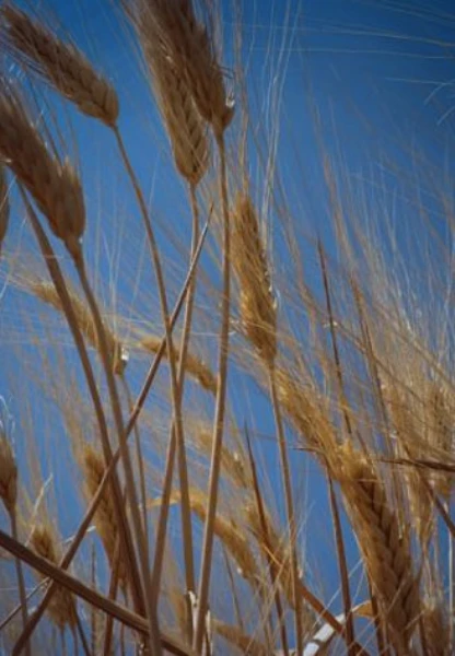 Hububatta yüz güldüren tablo: Türkiye genelinde yüksek rekolte beklentisi