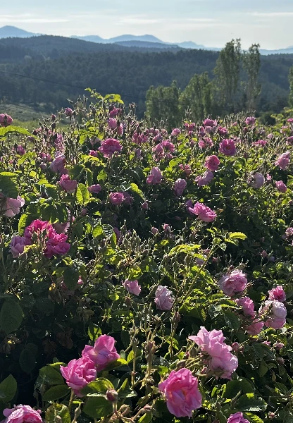 Isparta'da gül mevsimi geldi! Hasat başladı