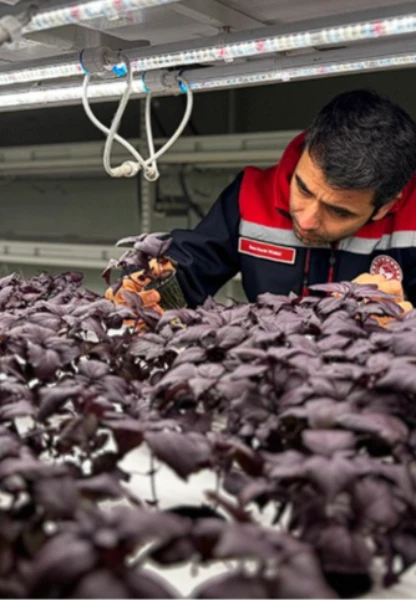 İstanbul Kapalı Dikey Tarım Uygulama Merkezi çilek üretimine hazırlanıyor