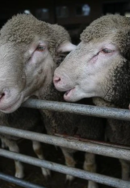 Küçükbaş hayvan desteği ne zaman verilecek? Takvim açıklandı