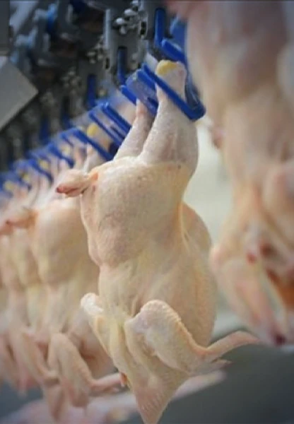 Kümes hayvancılığı verileri: Tavuk eti üretimi şubatta yıllık bazda arttı