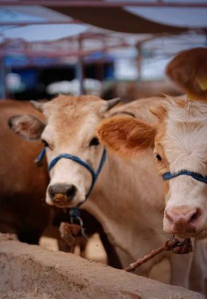 Kurban satış ve kesim yerleri için yeni kurallar: Tedbirler artırıldı