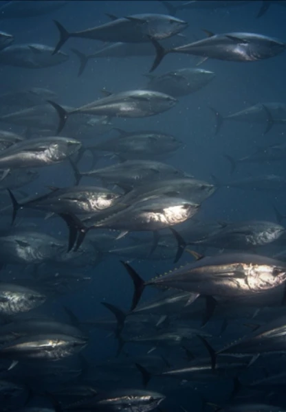 Orkinos avcılığında mevcut kota sistemi üç yıl daha sürecek