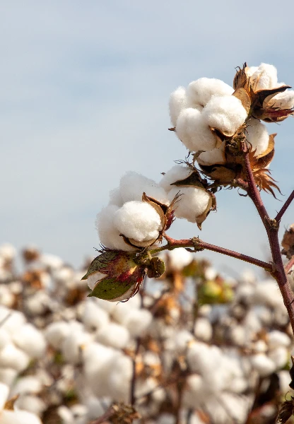 Pamukta sert yükseliş dalgası