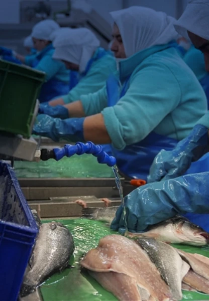 Su ürünlerinde ihracat rekoru: İlk iki ayda 381,9 milyon dolar