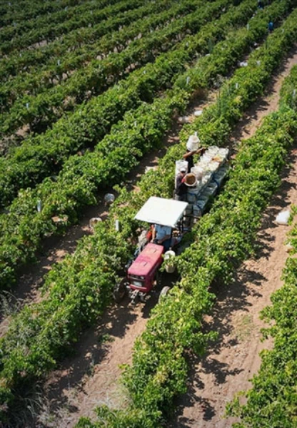 Tarım sektöründe küresel etki: Hürmüz Boğazı'ndaki aksamalar çiftçiyi vurdu