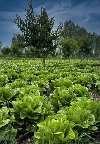 Tarımda teknolojik dönüşüm