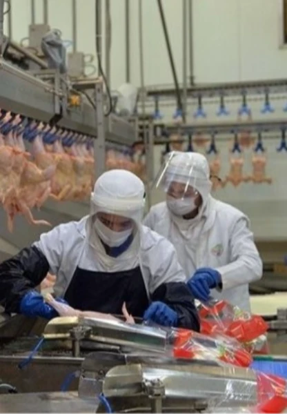 Tavuk eti üretiminin Kasım 2025’te yıllık artışı sürdü!