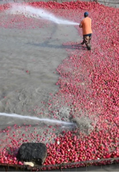 Tescilli turpların hasat dönemi başladı! Zorlu yıkama mesaisi sürüyor