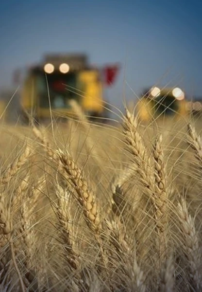 TÜİK verileri: Türkiye tarımda hangi üründe kendine ne kadar yeterli?