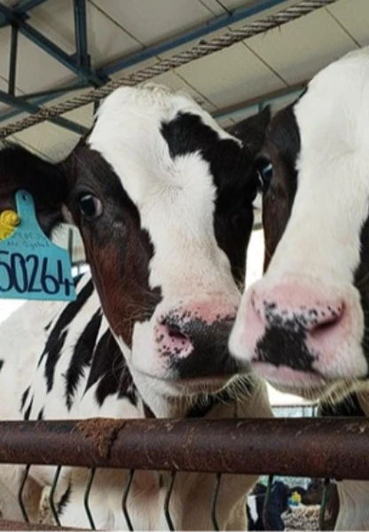 Büyükbaşta doğum oranını artıran kit dünyaya açılıyor