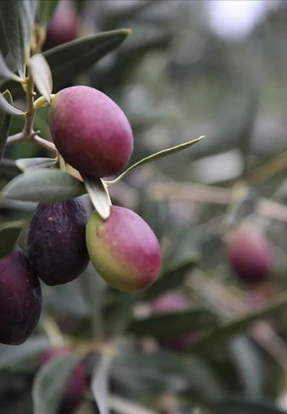 Zeytin bahçeleri devlet desteğiyle kurulan sulama sistemiyle canlanıyor