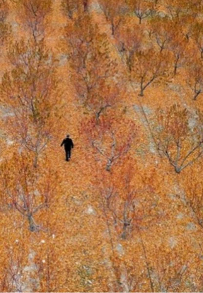 Zirai donun zararı TARSİM tarafından karşılandı