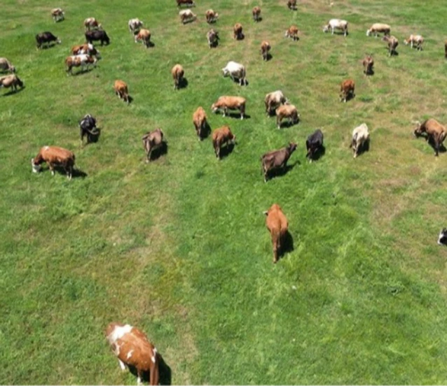 10 soruda Kırsalda Bereket Projesi: Kimler başvuracak, ne destek verilecek?