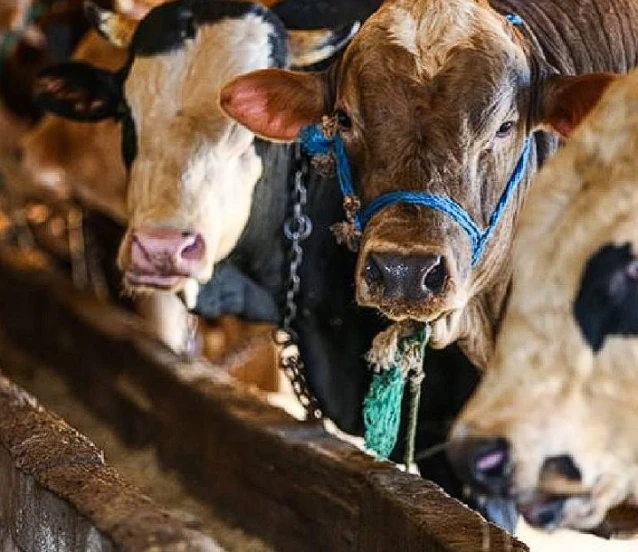 2026 Kurban Bayramı tatili kaç gün, ne zaman?