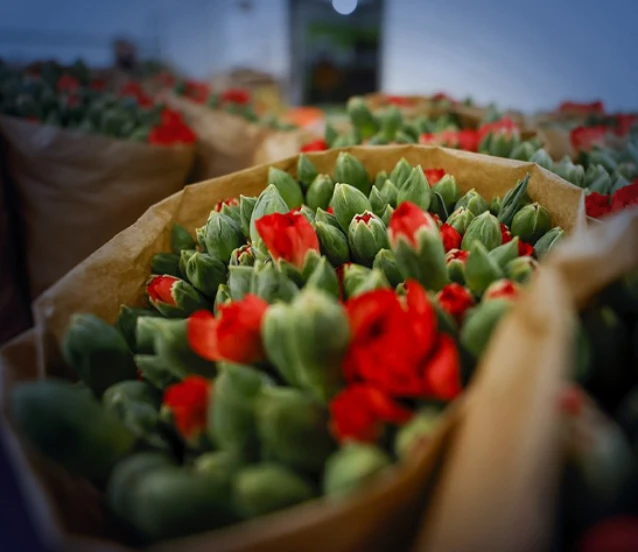 35 ülkenin yılbaşı sofralarını Türk çiçekleri süsleyecek