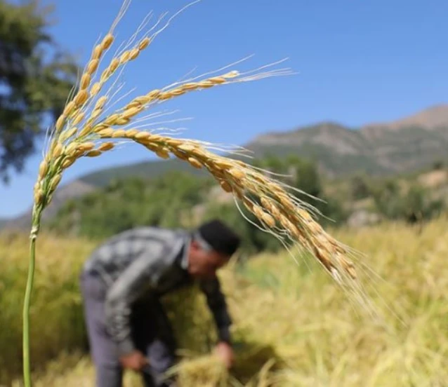 45 çiftçiye 27 ton sertifikalı çeltik tohumu desteği