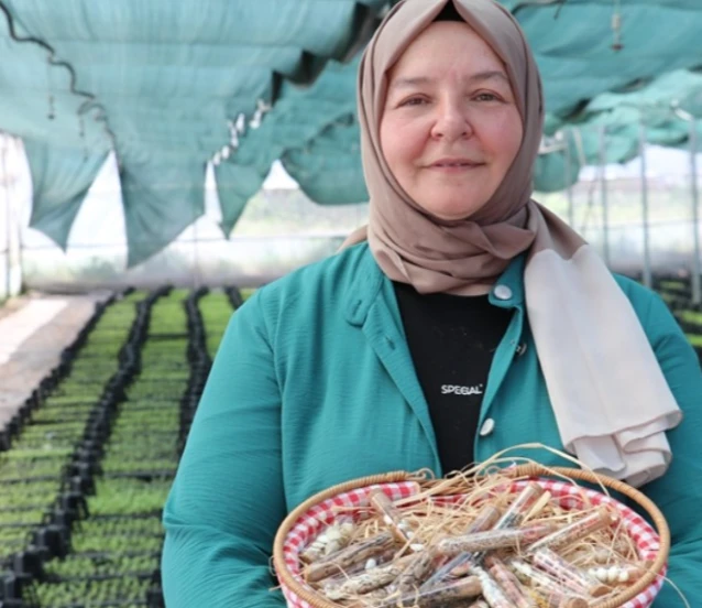 Kadın girişimci ata tohumu ve fide yetiştiriyor