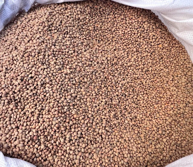 588 üreticiye yüzde kırmızı mercimek tohumu dağıtıldı!