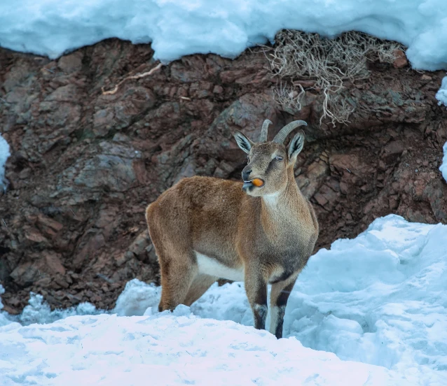 Adıyaman’da kar nedeniyle dağ keçileri için yem bırakıldı