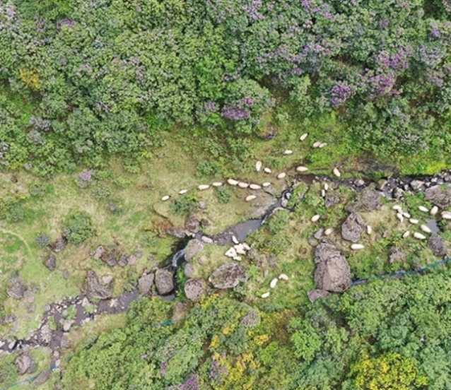 Akarsuları canlanan Sis Dağı Yaylası çiçeklerle renklendi