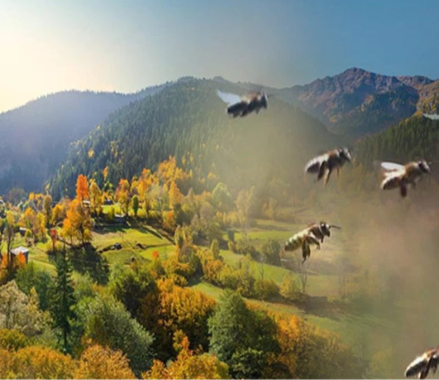 Arıcılık ve doğa turizmi etkinlikleri başladı