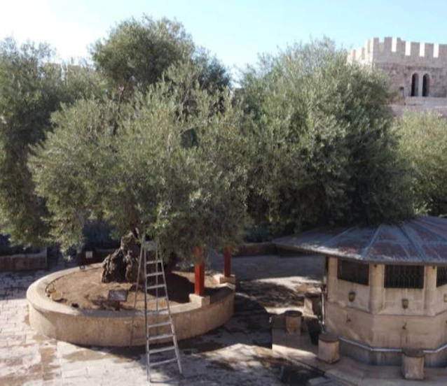 Asırlık bereket: 1358 yaşındaki zeytin ağacında hasat zamanı
