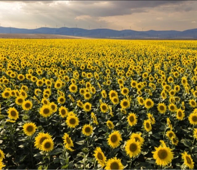 Ayçiçek tarlaları fotoğraf tutkunlarını ağırlıyor