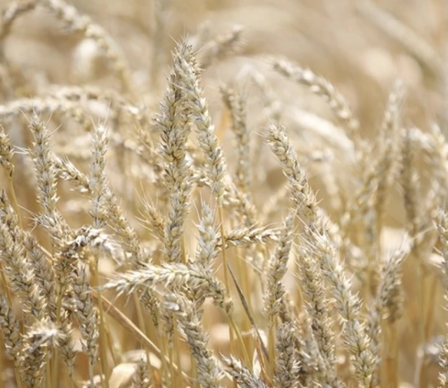 Azak Denizi’nde buz, Karadeniz’de fırtına: Rus buğdayı fiyatları yükseldi