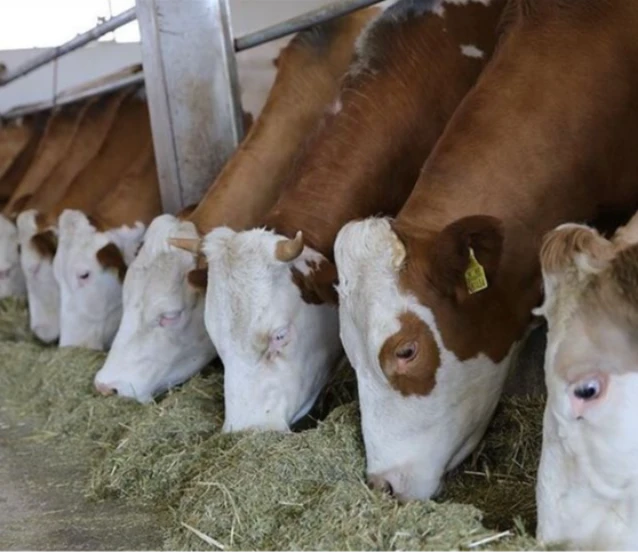 Bakan Yumaklı açıkladı: Kastamonu'ya 784 milyon liralık tarım bölgesi