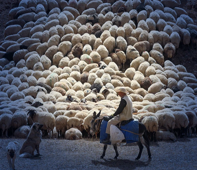 Bakan Yumaklı açıkladı: Küçükbaş üreticisine yeni destek! Başvurular başlad