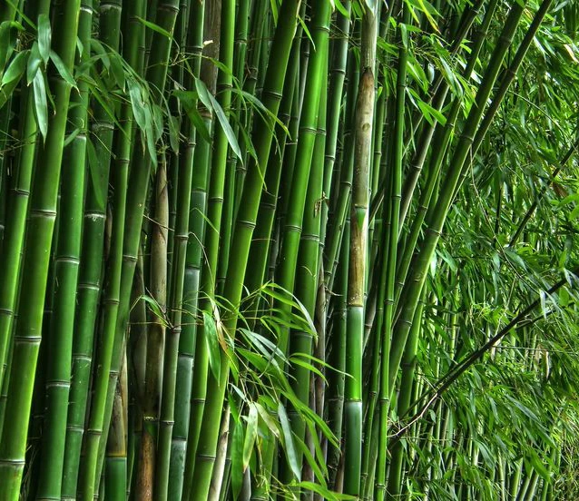 Bambudan üretilen plastik gerçeği kadar dayanıklı