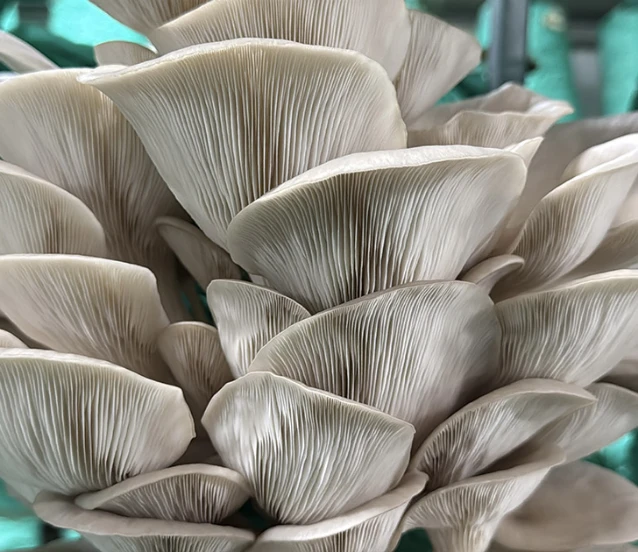 3 çadır serada, yılda 40 ton istiridye mantarı üretip, satıyor