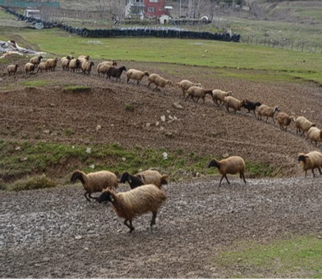 Besicilerin zorlu kış mesaisi: Hayvanlar için yoğun bakım