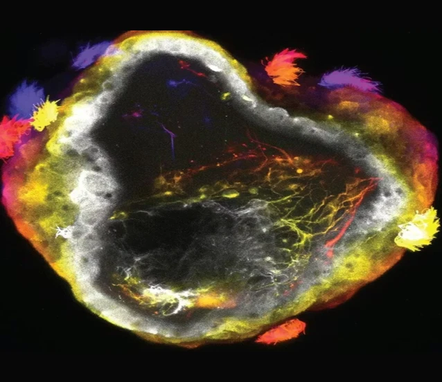 Biyoteknolojide yeni çağ: Sinir sistemli nörobotlar geliştirildi