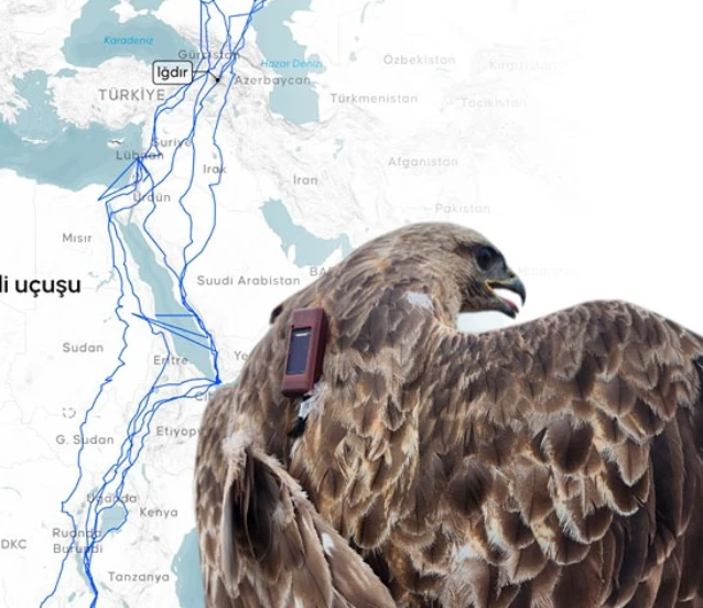 Bozkır şahini 2,5 yılda 28 ülke dolaştı