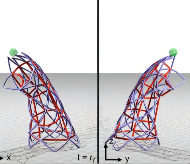 Canlı kaslarla çalışan ‘Biyohibrit robotlar’ egzersizle daha da güçlenecek