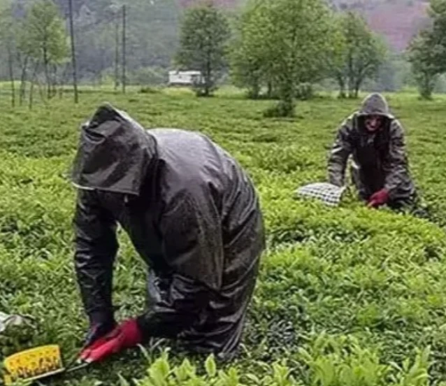 ÇAYKUR İŞÇİ ALIMI KURASI: ÇAYKUR 1500 işçi alımı sonuçları