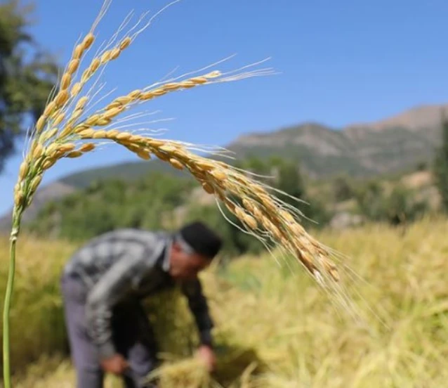 Çeltik saplarından yakıt üretilecek! Özel tesis geliyor