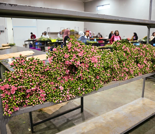 Çiçek sektörü rotayı Körfez'e çevirdi: 'Payımızı genişletmek istiyoruz'